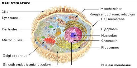 Explain on Structure of Cell