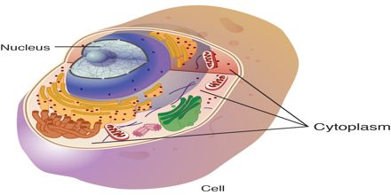 Describe Cytoplasm