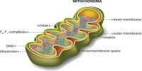 Define and Describe on Miotochondria