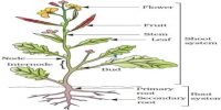 Explain Different Parts of a Typical Flowering Plant