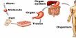 Formation of Tissues and Organs