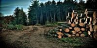 Deforestation: Causes and Effects