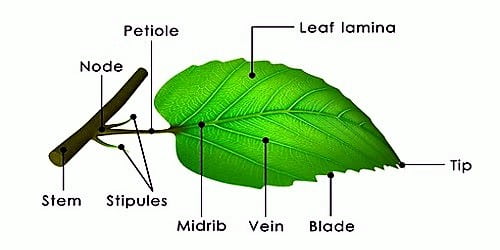 Different Parts of Leaf