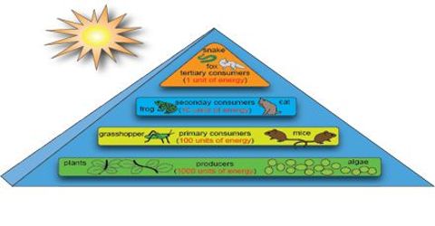 Describe Steps of Energy Flow in Ecosystem