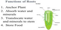 Functions of Roots