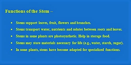 Functions of the Stem