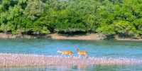 Mangrove Ecosystem of Sundarban