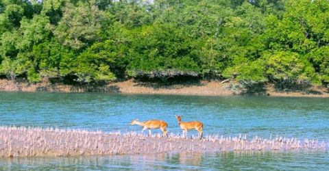 Mangrove Ecosystem of Sundarban