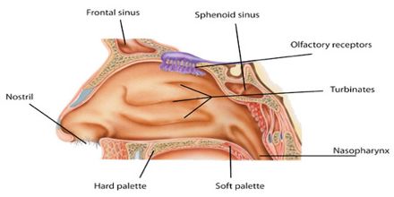 sensory system nose