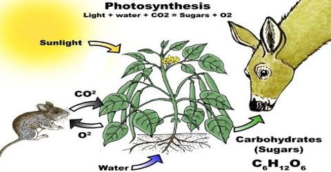 Significance of Photosynthesis Process for Animal World - QS Study