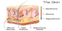 Skin: Sensory Organ
