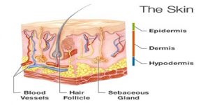 Skin: Sensory Organ - QS Study