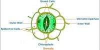 Stomata: Structure and Transpirations