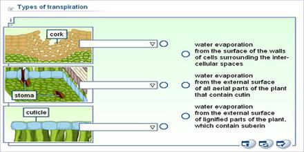 transpiration stomatal lenticular