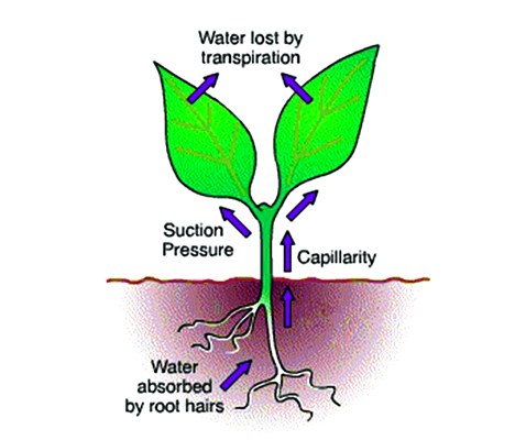 Transpiration in Plants