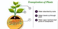 Describe Transpiration of Plants with Types