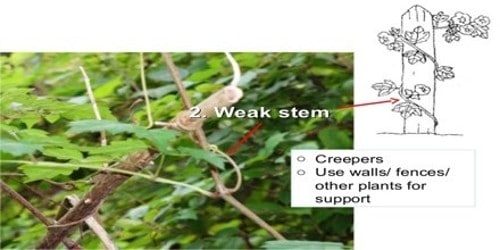 What are the functions of the stems of a creeper plant? - Quora