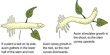 Auxin: Definition and Formation