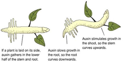 Auxin: Definition and Formation