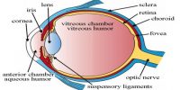 Eye: Sensory Organs