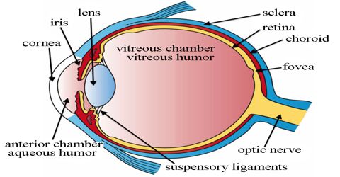 Eye: Sensory Organs