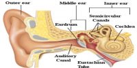 Ear: Sensory Organ
