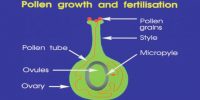 Physiology of the Growth of Pollens