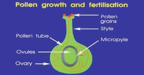 Physiology of the Growth of Pollens