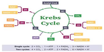 What is Kreb's Cycle? - QS Study