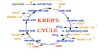 What is Kreb’s Cycle?