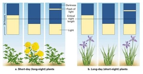 Types of Plants according to the Length of Day Light