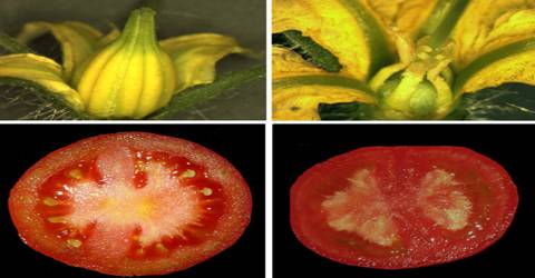 Parthenocarpy and Parthenocarpic Fruits