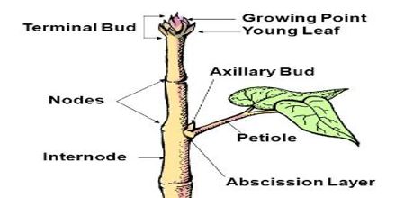 Parts Of A Stem With Their Structures And Functions, 42% OFF