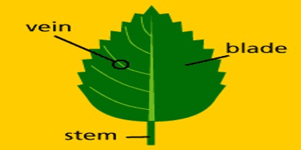 Different Parts of Leaf - QS Study