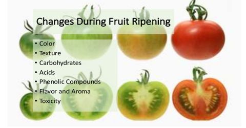 The Physiology of Fruit Ripening
