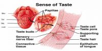 Tongue: Sensory Organ