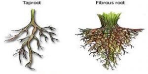 Describe Types of Roots - QS Study