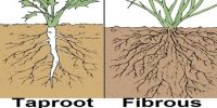 Describe Types of Roots
