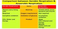Aerobic respiration and Anaerobic respiration: Comparative View