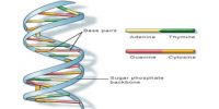DNA (Deoxyribonucleic Acid): Definition and Structure