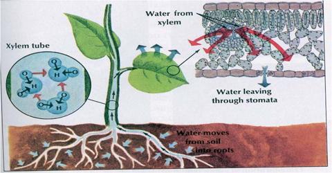 Importance of the Osmosis is Plant Life - QS Study