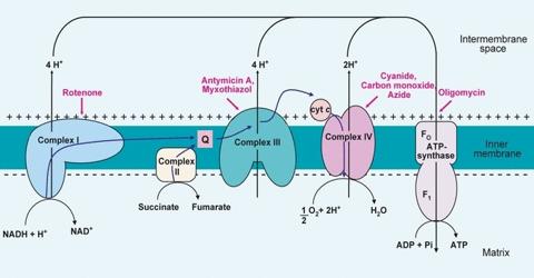 Electron transport system or Oxidative Phosphorylation in Plants