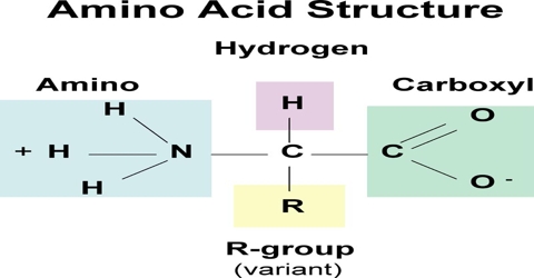 Proteins: Definition and Structure as Chemical Molecules