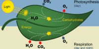 Photosynthesis and Respiration: a Comparative View