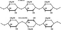 Difference between Starch and Cellulose