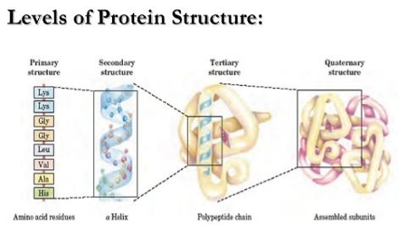 primary structure of protein download free