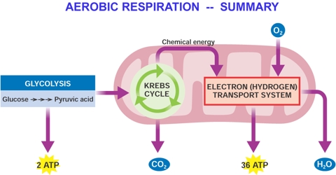 How many Stages are there in Aerobic Respiration?