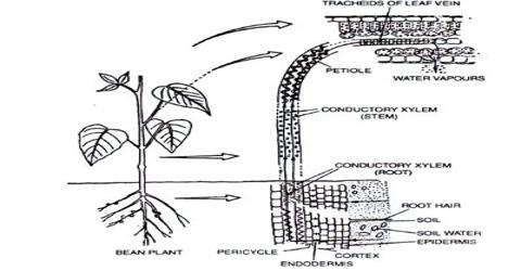 EIN3/EIL1 mediate ET-induced root hair elongation. (A) Representative... |  Download Scientific Diagram