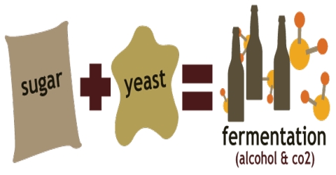 Fermentation: Definition, Characteristics and Usage