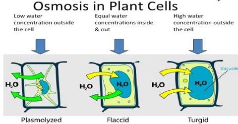 Osmosis: Definition and Classification